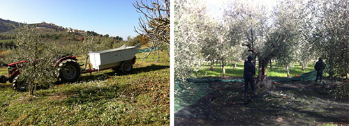 Raccolta olive 2012
